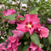 Hibiscus syriacus 'Woodbridge', Syrisk rose