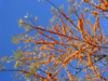 Hippophae rhamnoides 'Julia', Havtorn