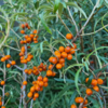 Hippophae rhamnoides 'Julia', Havtorn