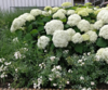 Hydrangea arborescens 'Annabelle', Hortensia