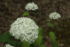 Hydrangea arborescens 'Annabelle', Hortensia