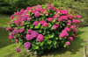 Hydrangea macrophylla 'Alpengluhen', Hortensia