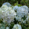 Hydrangea macrophylla 'Bouquet Rose', Hortensia