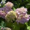 Hydrangea macrophylla 'Bouquet Rose', Hortensia