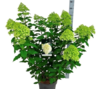 Hydrangea paniculata 'Limelight', Have-hortensia