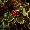 Ilex altaclerensis 'Golden King', Gulbroget kristtorn