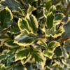 Ilex altaclerensis 'Golden King', Gulbroget kristtorn