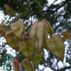Koelreuteria paniculata, Kinesertræ