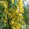 Laburnum wat. 'Vossii', Guldregn