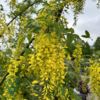Laburnum wat. 'Vossii', Guldregn