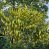 Laburnum wat. 'Vossii', Guldregn
