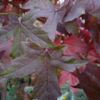 Liquidambar styraciflua, Ambratræ