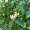 Lonicera xylosteum, Dunet gedeblad