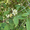 Lonicera xylosteum, Dunet gedeblad