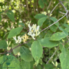 Lonicera xylosteum, Dunet gedeblad