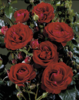 Rosa 'Grand™' Poulgrad(N)