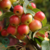 Malus hybr. 'Red Sentinel', Paradisæble