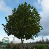 Platanus acerifolia 'Alphens Globe', Kugle-Platan