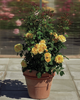 Rosa 'Gyldensteen™' Poulcas056(N)