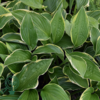 Hosta fortunei 'Aureomarginata', Funkia