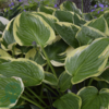 Hosta fortunei 'Aureomarginata', Funkia