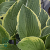 Hosta fortunei 'Aureomarginata', Funkia