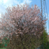 Prunus cerasifera 'Nigra', Blodblomme