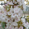 Prunus serrulata 'Amanogawa', Japansk søjlekirsebær