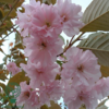 Prunus serrulata 'Kanzan', Japansk kirsebær