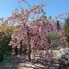 Prunus serrulata 'Kiku-shidare-Sakura', Hængekirsebær