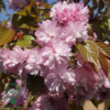 Prunus serrulata 'Kiku-shidare-Sakura', Hængekirsebær