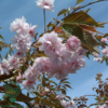 Prunus serrulata 'Kiku-shidare-Sakura', Hængekirsebær