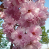 Prunus serrulata 'Royal Burgundy', Japansk kirsebær