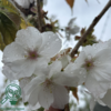 Prunus serrulata 'Tai Haku', Japansk kirsebær