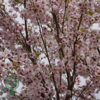 Prunus yedoensis, Japansk kirsebær