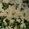 Pyracantha hybr. 'Soleil d'Or'