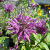 Monarda hybrid 'Blaustrumpf', Hestemynte