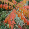Rhus typhina