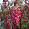 Ribes sanguineum 'Koja'