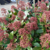 Skimmia japonica 'Rubella'
