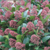 Skimmia japonica 'Rubella'