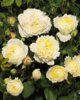 Rosa 'Nina™' Poulren018(N)