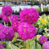 Primula denticulata 'Rubin', Kugleprimula