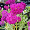 Primula denticulata 'Rubin', Kugleprimula