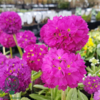 Primula denticulata 'Rubin', Kugleprimula