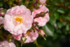 Rosa 'Rosenholm™' Poulover(N)