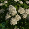 Spiraea betulifolia 'Tor'