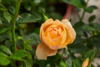 Rosa 'Amber Cover®' Poulbambe(N)