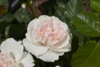 Rosa 'Anna Ancher™' Poulren035