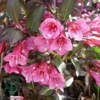 Weigela flo. 'Alexandra', Klokkebusk